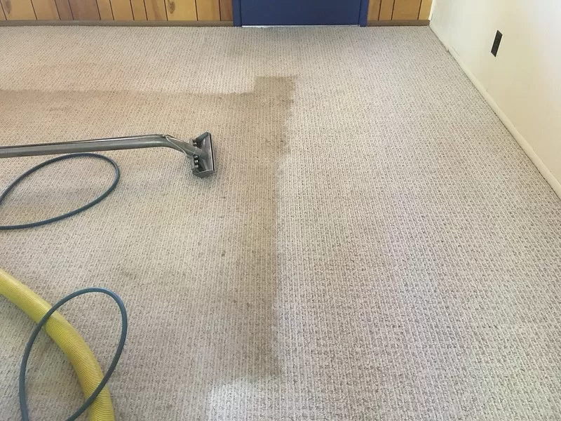 image - Carpet Cleaning The Ultimate Solution for Killing Fleas