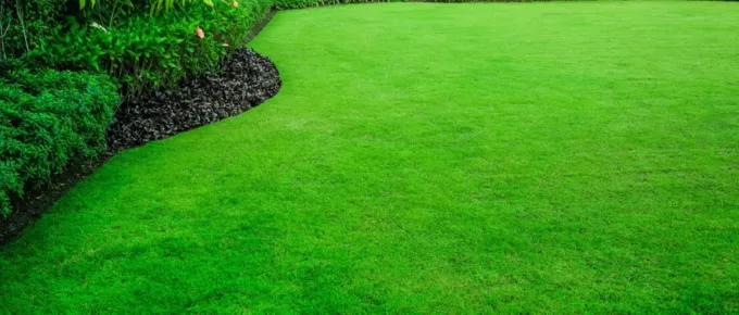 How to Grow and Maintain Healthy Grass