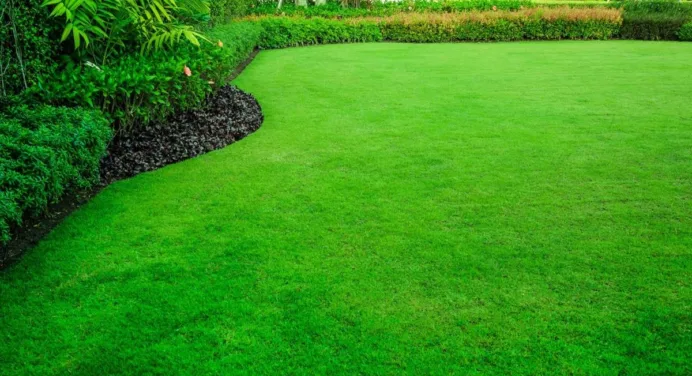 How to Grow and Maintain Healthy Grass