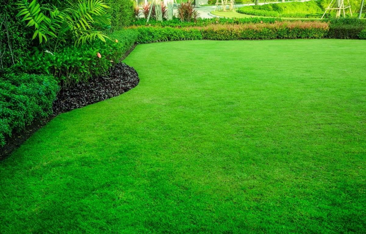 Image - How to Grow and Maintain Healthy Grass