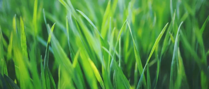 Lawn Maintenance Tips to Keep It Looking Fresh and Pests Free