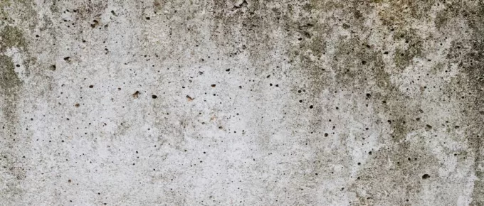 The Importance of Mold Restoration in Your Home or Business