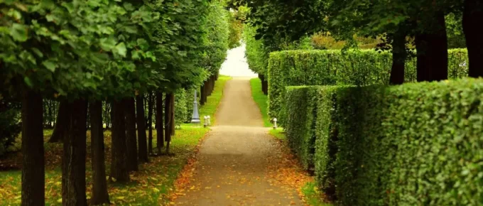 Tree Trimming Near Me How to Choose the Right Tree Trimming Service