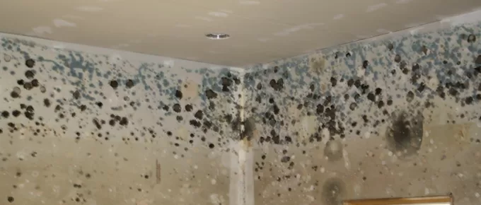 What Are the Smells Associated with Mold?