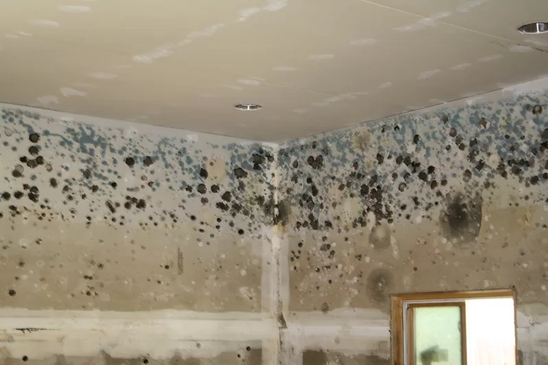 What Are the Smells Associated with Mold? image - What Are the Smells Associated with Mold?
