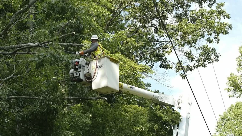 image - 5 Things to Check Before Hiring a Tree Service Company in York, PA