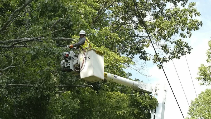 5 Things to Check Before Hiring a Tree Service Company in York, PA image - 5 Things to Check Before Hiring a Tree Service Company in York, PA