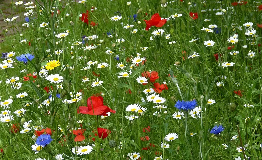 How Long Do Wildflower Seeds Take to Grow image - How Long Do Wildflower Seeds Take to Grow