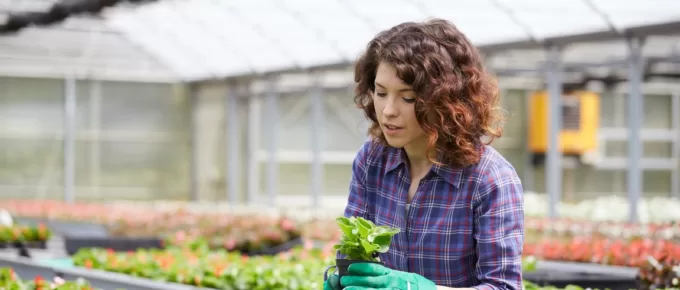 How To Maintain a Walk-In Greenhouse