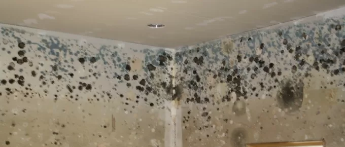 Make Your Home Mold-Free