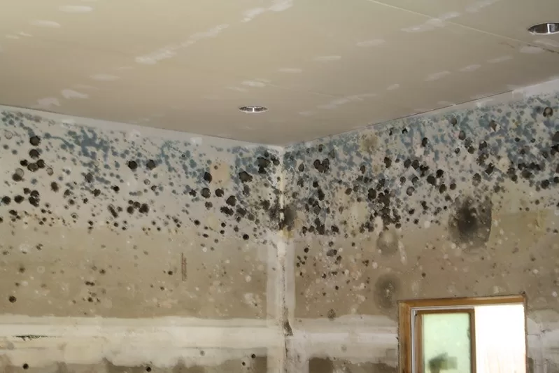 Make Your Home Mold-Free Image - Make Your Home Mold-Free