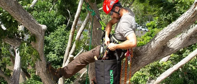 Protecting Your Trees: The Benefits of Hiring an Arborist in Tauranga