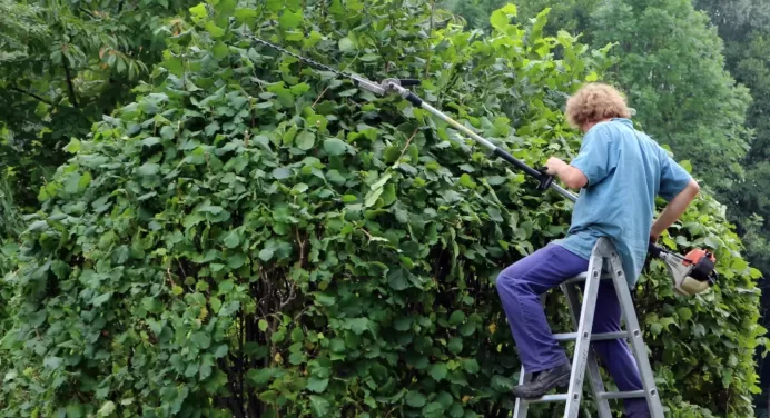 Use These Helpful Hedge Trimming Hints for Beautiful Garden Hedges