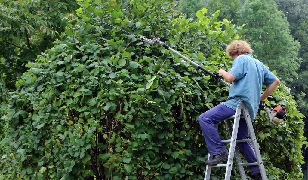 image - Use These Helpful Hedge Trimming Hints for Beautiful Garden Hedges
