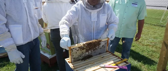 Beekeeping Mistakes You Should Avoid