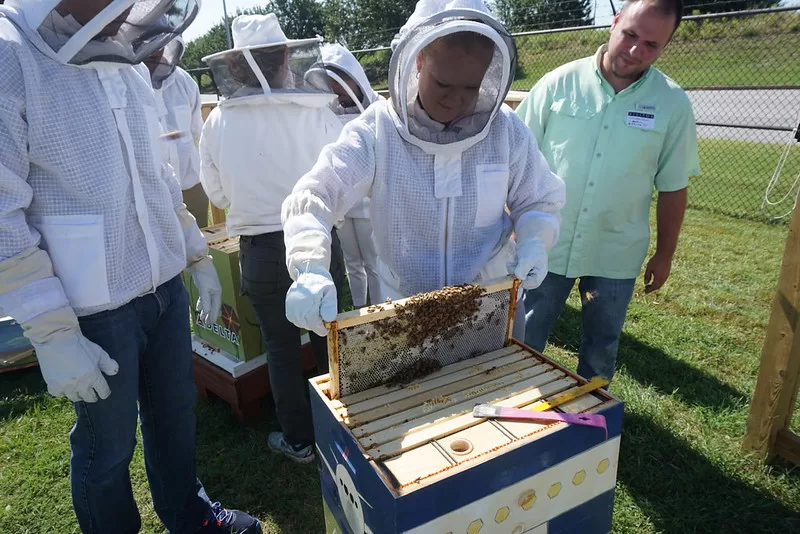 image - Beekeeping Mistakes You Should Avoid