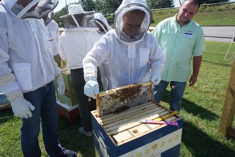 Beekeeping Mistakes You Should Avoid image - Beekeeping Mistakes You Should Avoid