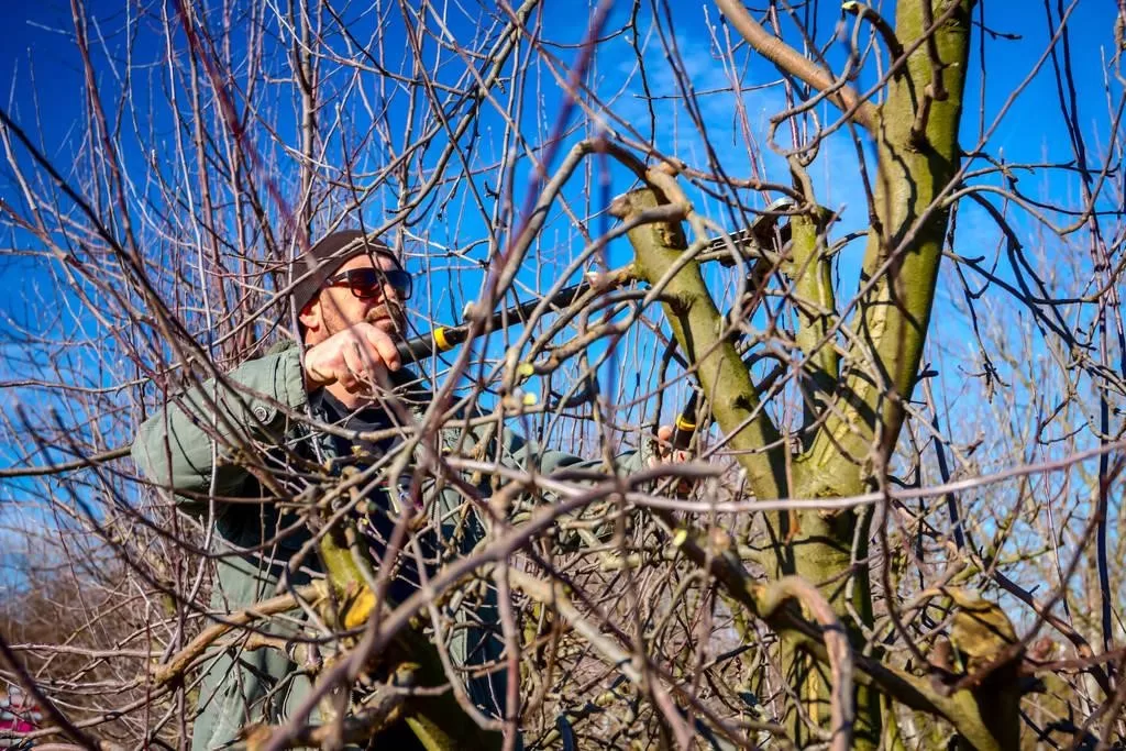 image - Essential Tips for Effective Tree Pruning