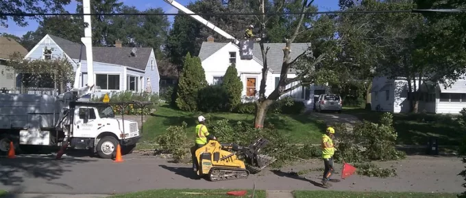 Expert Advice: Common Mistakes to Avoid During Tree Removal and Landscaping