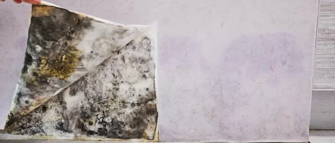 How To Get Rid of Musty Smell in Your Basement