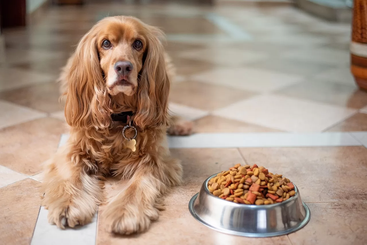 image - Make Your Dog’s Food at Home