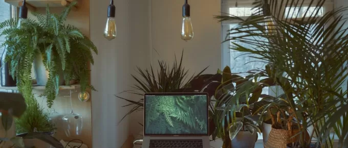 Office Life: 5 Potted Plants That Are Perfect for Home Offices