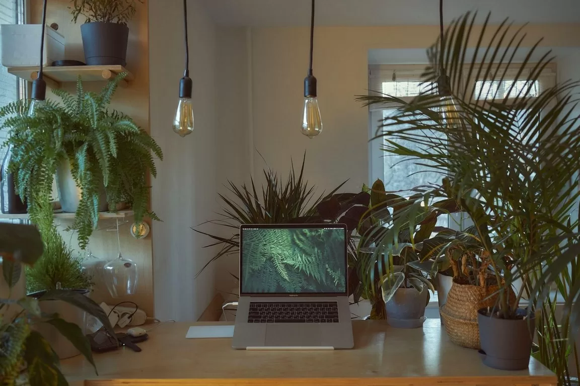 image - Office Life 5 Potted Plants That Are Perfect for Home Offices
