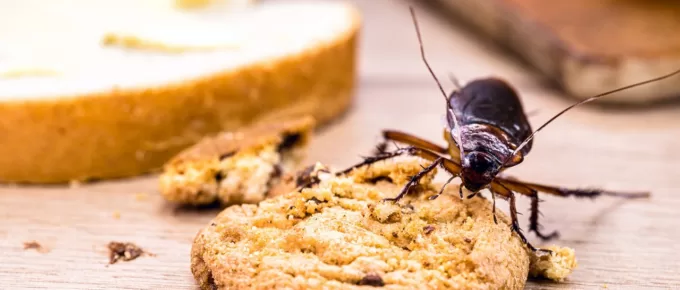The Best Ways to Protect Your Home from Seasonal Pests