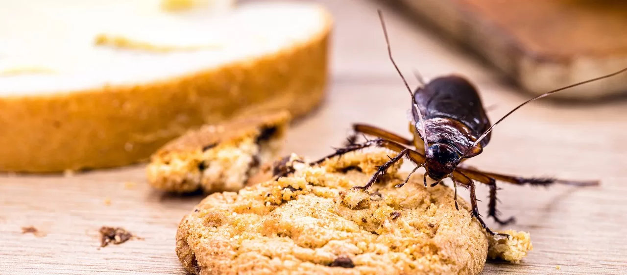 The Best Ways to Protect Your Home from Seasonal Pests Image - The Best Ways to Protect Your Home from Seasonal Pests