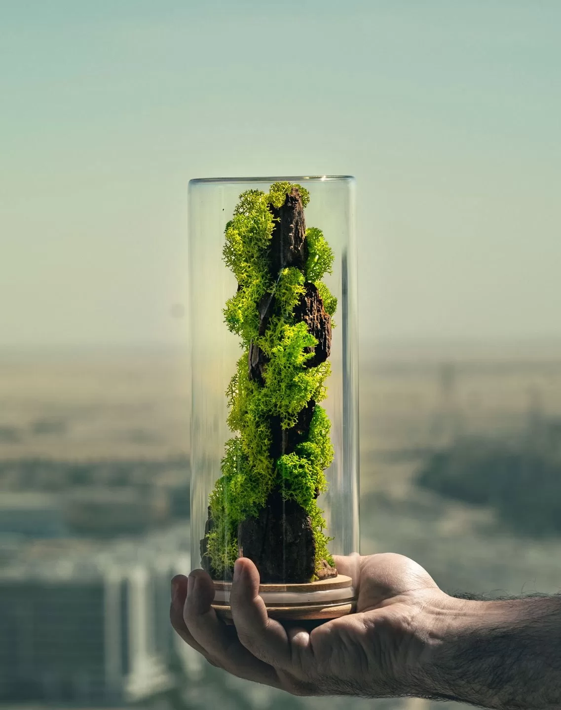 Image - The Magic of Moss: Why a Moss Terrarium is the Perfect Addition to Your Home