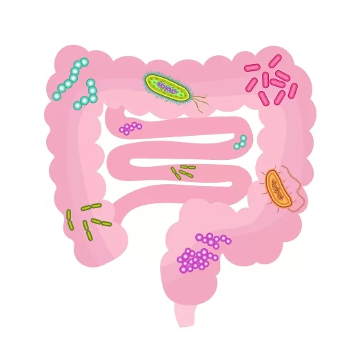 The Secret to Maintaining a Healthy Gut Image - The Secret to Maintaining a Healthy Gut