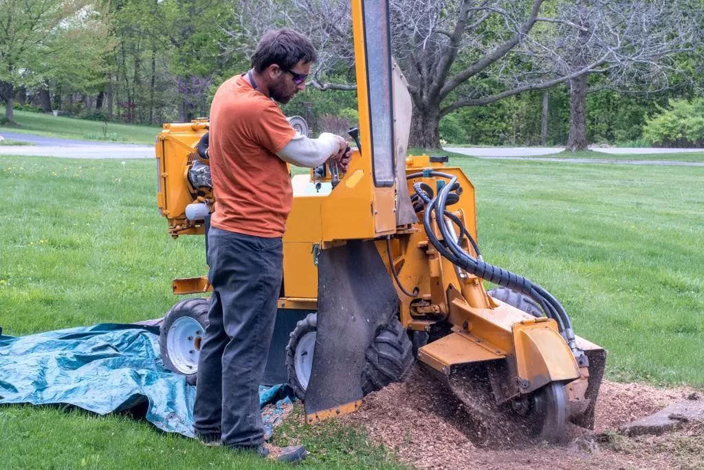 image - Transform Your Outdoor Space with Stump Grinding