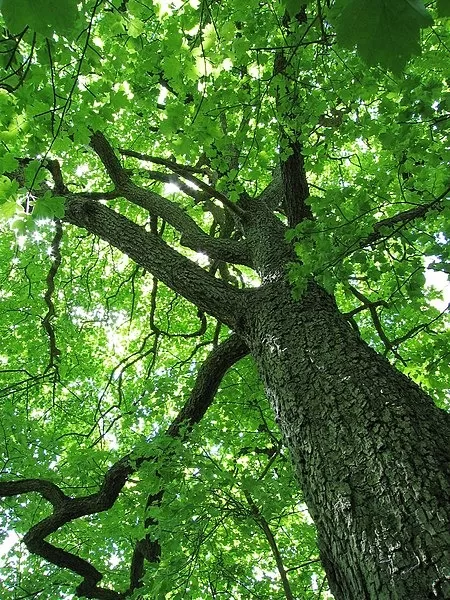 Image - 9 Benefits of Proper Tree Maintenance