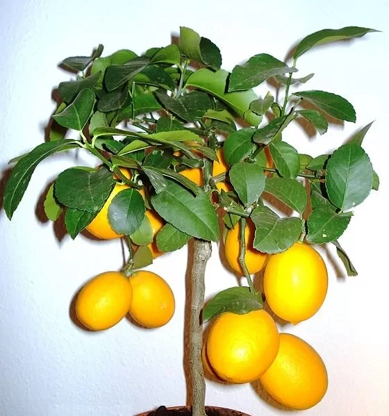 Best Citrus to Grow Indoors – The Best tips Image - Best Citrus to Grow Indoors – The Best tips