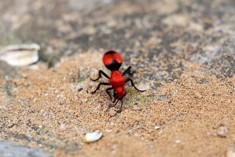 Image - How Bad a Red Velvet Ant Sting Hurt?
