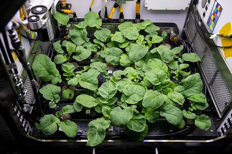 Image - How to Grow Vegetables Indoors Without Sunlight?