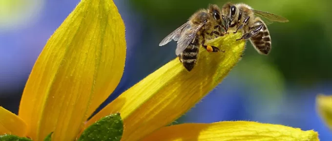 How to Start a Bee Lawn That’s Easy to Maintain and Enhance the Pollination of Your Vegetable Garden