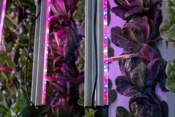 A Full Comparison of LED Grow Lights over Traditional Grow Lights image - A Full Comparison of LED Grow Lights over Traditional Grow Lights