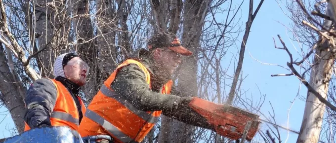 Tree Removal Services: How to Choose the Right One for Your Trees