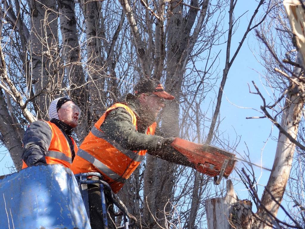 Tree Removal Services: How to Choose the Right One for Your Trees Image - Tree Removal Services: How to Choose the Right One for Your Trees