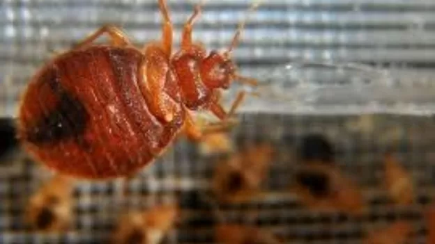 image - What Are Bed Bugs?