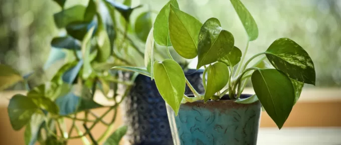 Five Great Starter Plants for The Worst Gardeners
