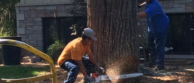 How to Tree Removal Step by Step: A Comprehensive Guide