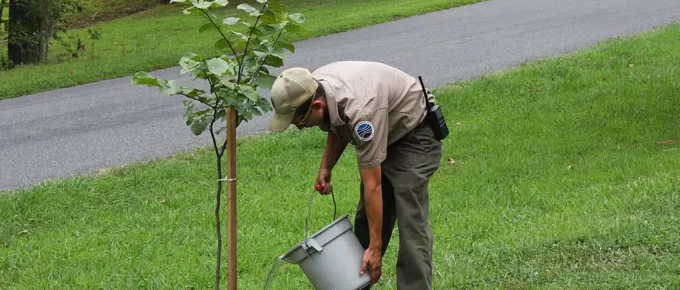 Nurturing Trees and Cultivating a Bountiful Garden