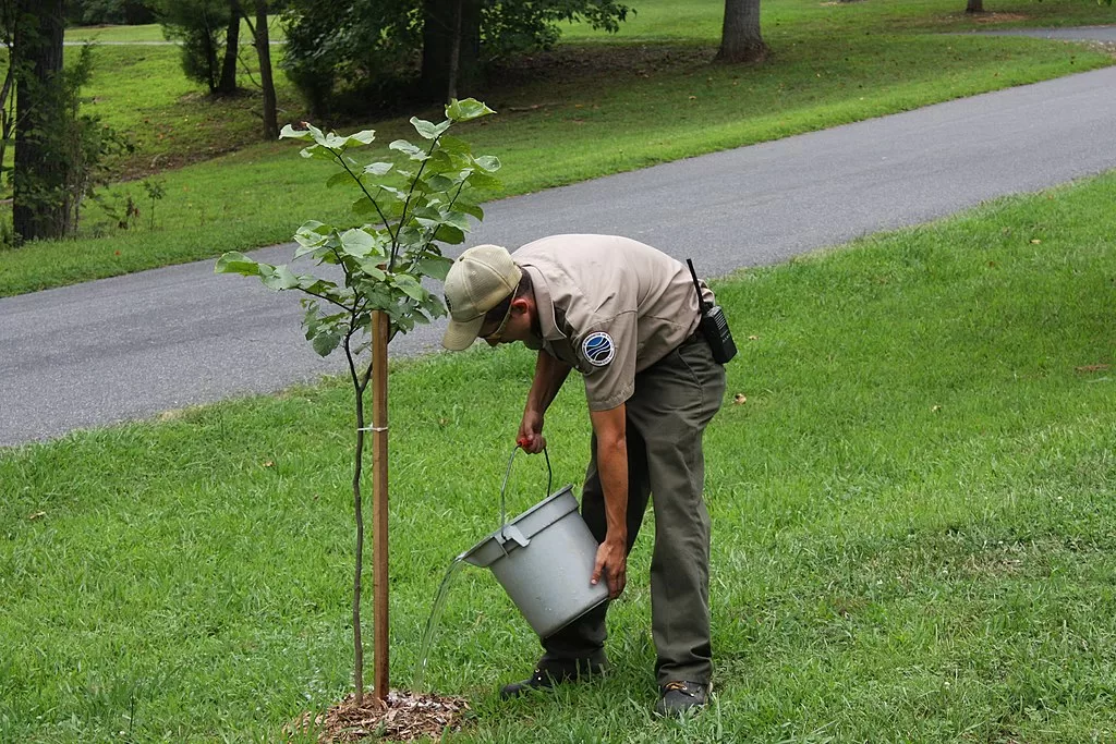 Nurturing Trees and Cultivating a Bountiful Garden image - Nurturing Trees and Cultivating a Bountiful Garden