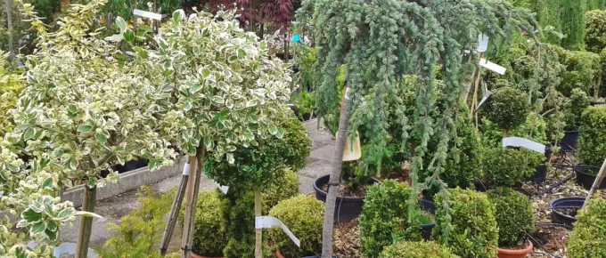 Plant Nursery Fort Collins: A Guide to Choosing the Best Plants for Your Home Or Business