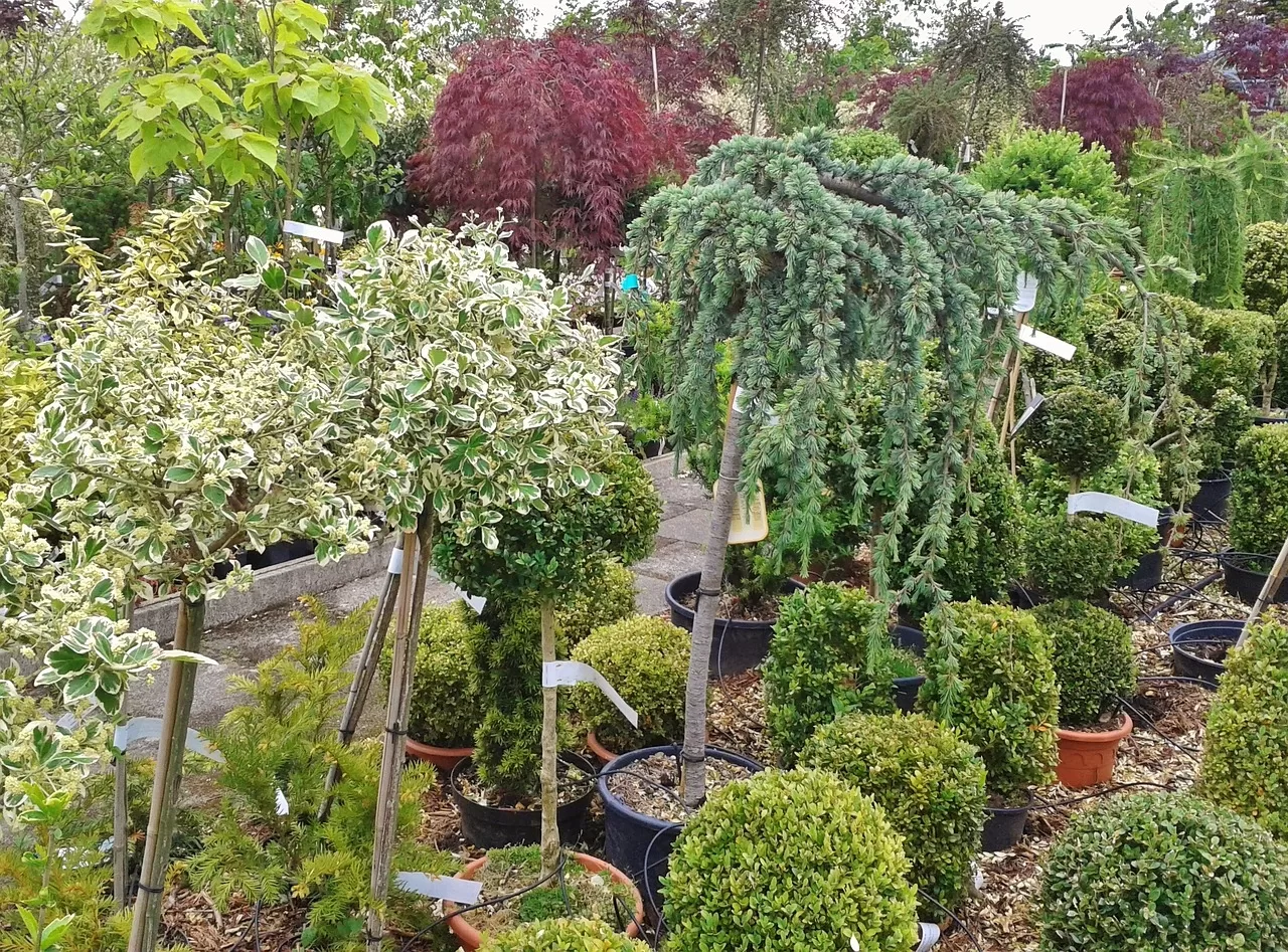 image - Plant Nursery Fort Collins A Guide to Choosing the Best Plants for Your Home Or Business