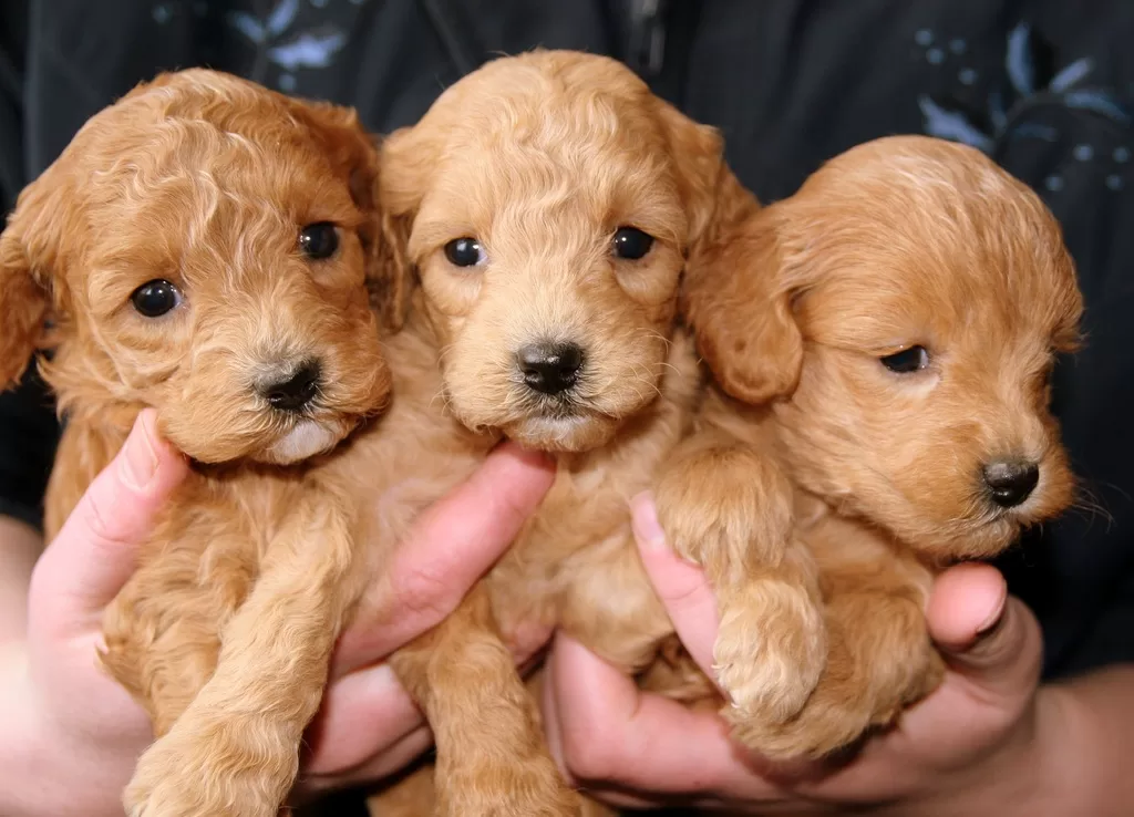 image - Ready to Be a Puppy Parent Things to Consider Before Adopting!