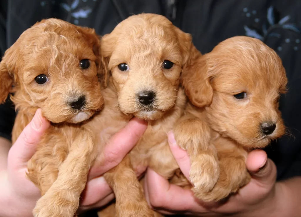 Ready to Be a Puppy Parent Things to Consider Before Adopting! image - Ready to Be a Puppy Parent Things to Consider Before Adopting!