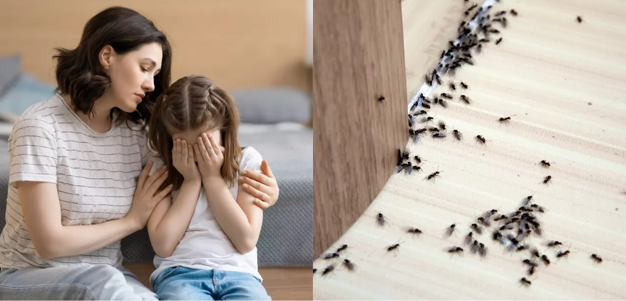 Are Ants Dangerous? Unraveling the Impact of These Common Insects image - Are Ants Dangerous? Unraveling the Impact of These Common Insects